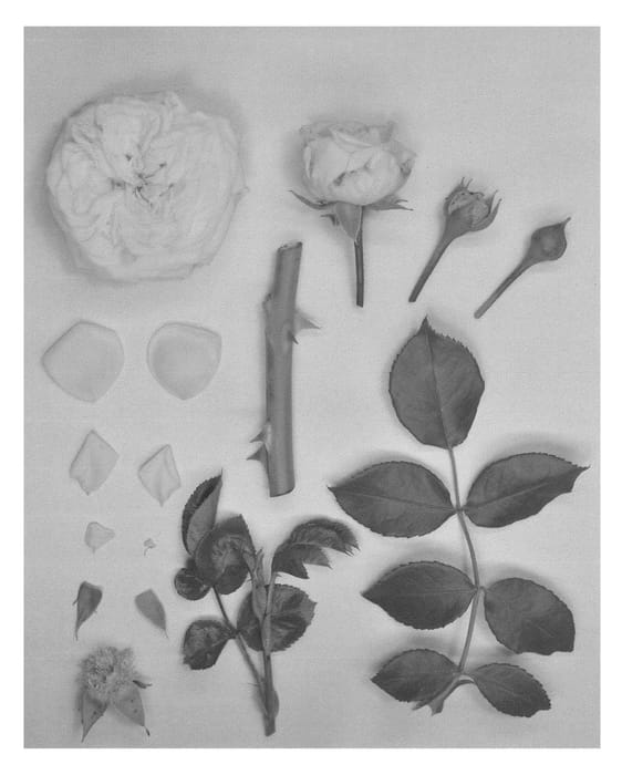 Figure 1 of US plant patent PP26678, the photograph of KORfre0015 printed in the patent.