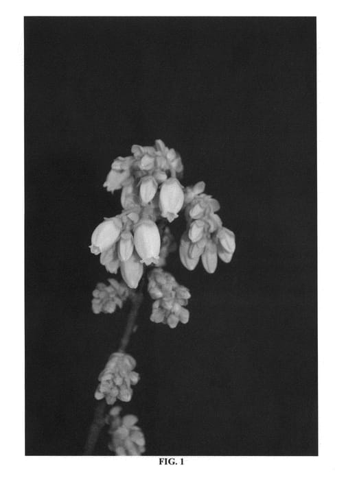 Figure 1 of US plant patent PP26679, the photograph of FL06-377 printed in the patent.