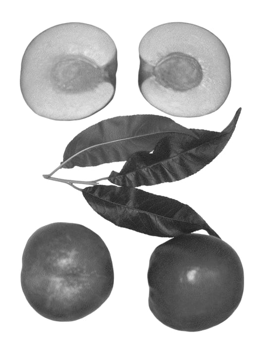 Figure 1 of US plant patent PP26681, the photograph of Sweet Firegem printed in the patent.