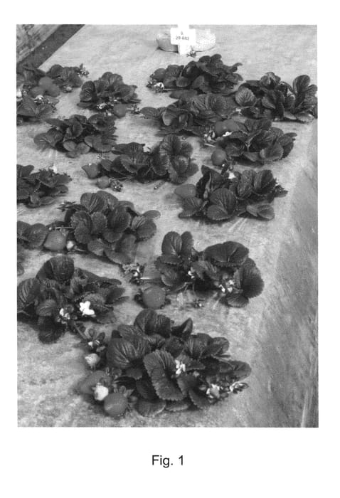 Figure 1 of US plant patent PP26683, the photograph of Petaluma printed in the patent.
