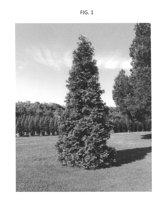Figure 1 of US plant patent PP26684, the photograph of BFC68 printed in the patent.