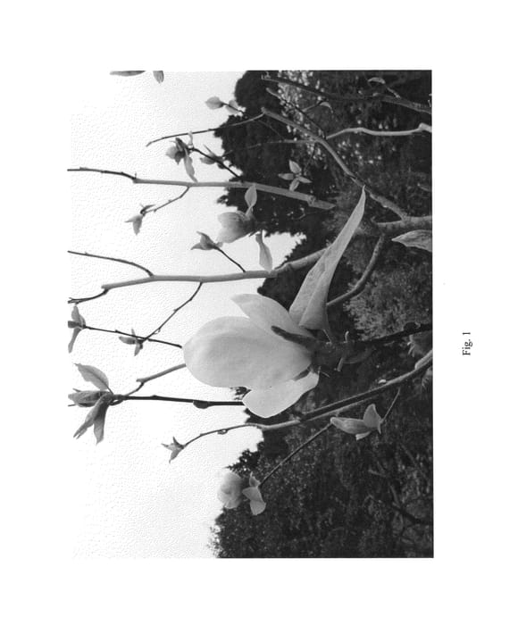 Figure 1 of US plant patent PP26685, the photograph of JURMAG5 printed in the patent.