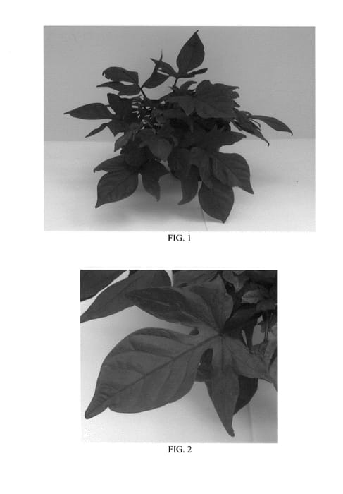 Figure 1 of US plant patent PP26686, the photograph of Balsolared printed in the patent.