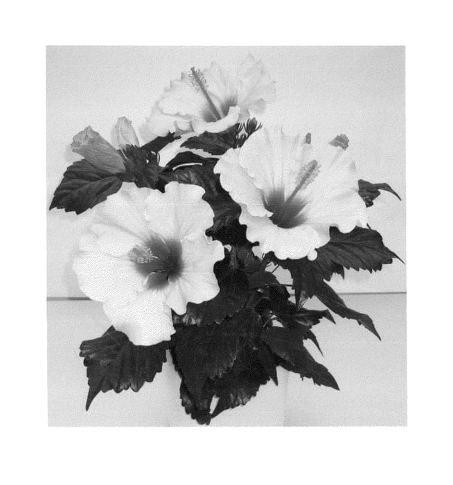 Figure 1 of US plant patent PP26687, the photograph of Longi Tropic Soft Pink printed in the patent.