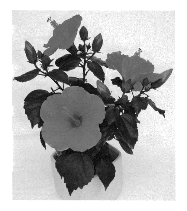 Figure 1 of US plant patent PP26688, the photograph of Multi Tropic Orange printed in the patent.