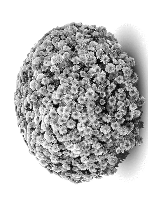Figure 1 of US plant patent PP26689, the photograph of Jasoda Dark Pink Imp printed in the patent.