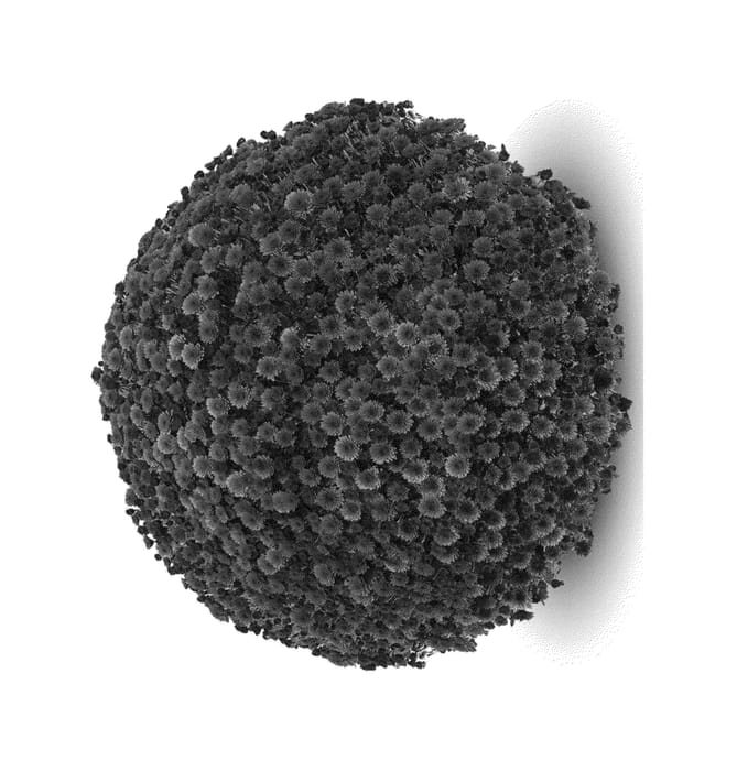 Figure 1 of US plant patent PP26690, the photograph of Staviski Dark Red printed in the patent.
