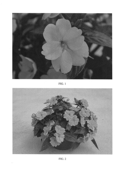 Figure 1 of US plant patent PP26691, the photograph of SAKIMP019 printed in the patent.