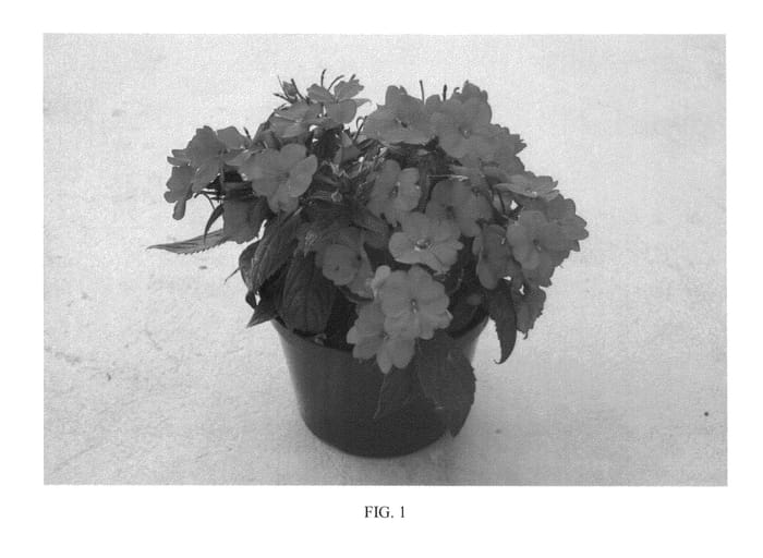 Figure 1 of US plant patent PP26692, the photograph of SAKIMP029 printed in the patent.