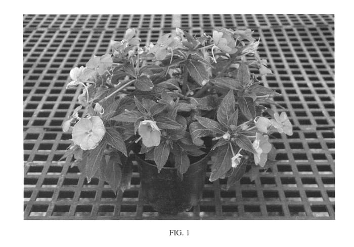 Figure 1 of US plant patent PP26693, the photograph of SAKIMP034 printed in the patent.