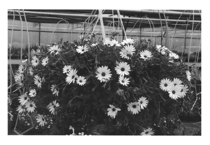 Figure 1 of US plant patent PP26694, the photograph of KLEOE14215 printed in the patent.