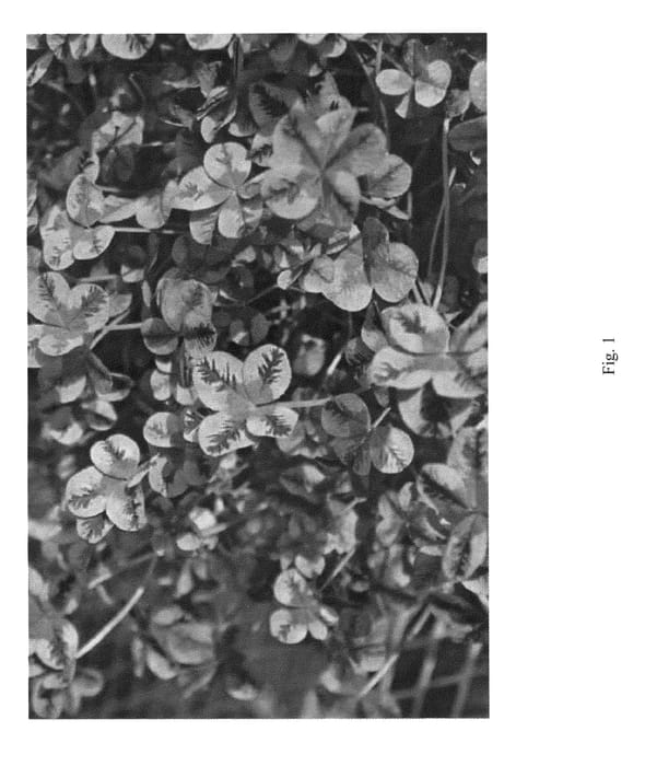 Figure 1 of US plant patent PP26695, the photograph of TFLRS03-0 printed in the patent.