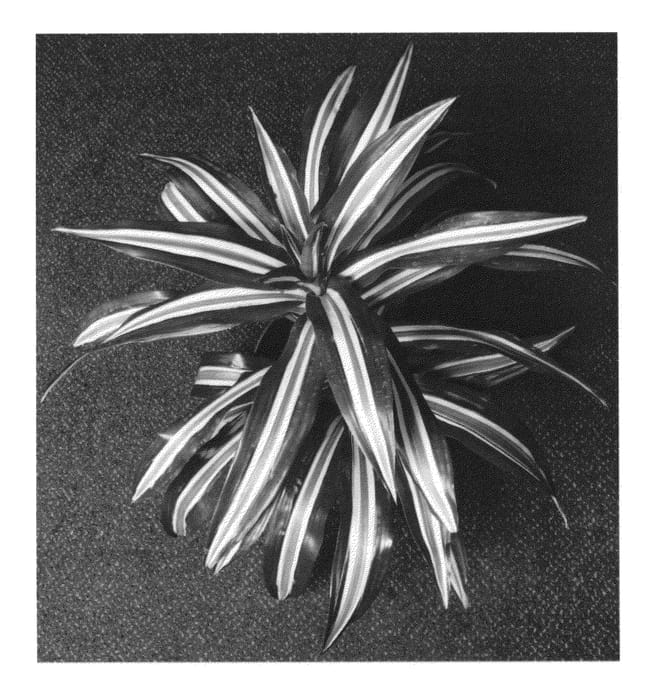 Figure 1 of US plant patent PP26696, the photograph of DRAWHIGRE printed in the patent.