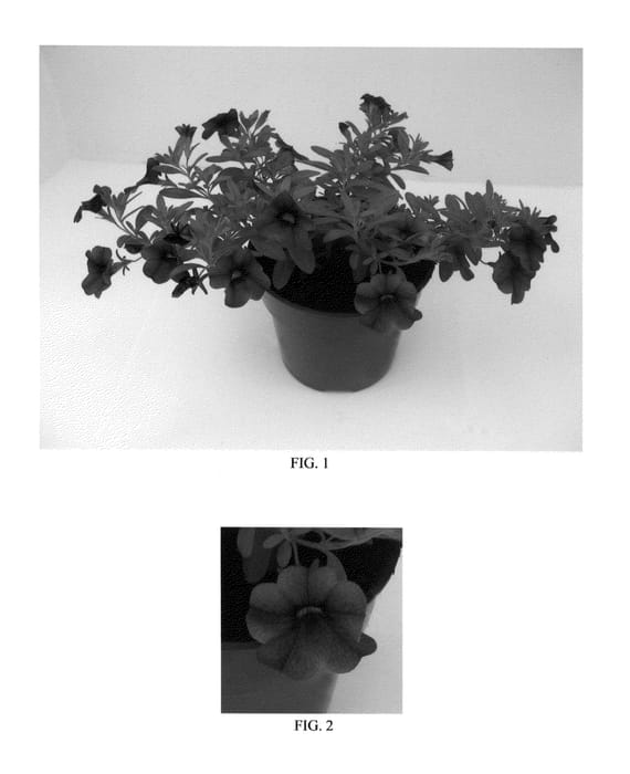 Figure 1 of US plant patent PP26697, the photograph of PAS1020344 printed in the patent.