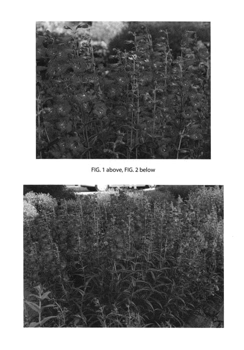 Figure 1 of US plant patent PP26698, the photograph of Cha Cha Purple printed in the patent.
