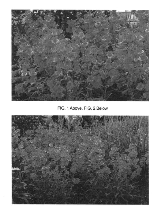 Figure 1 of US plant patent PP26699, the photograph of Cha Cha Hot Pink printed in the patent.