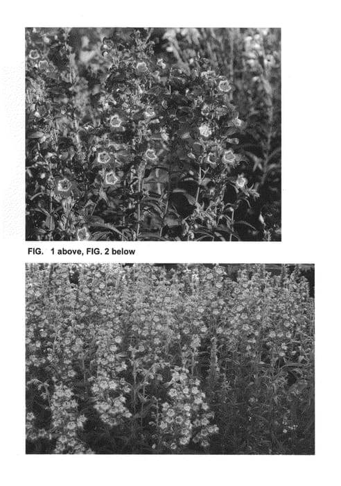 Figure 1 of US plant patent PP26700, the photograph of Cha Cha Lavender printed in the patent.