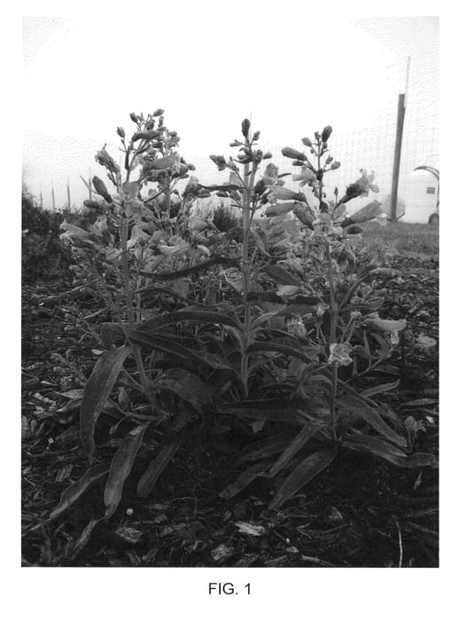 Figure 1 of US plant patent PP26701, the photograph of Novapenpin printed in the patent.
