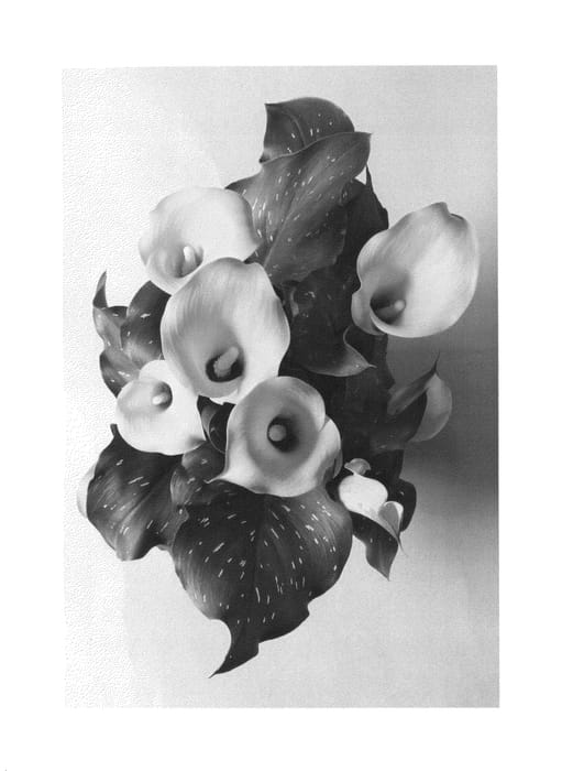 Figure 1 of US plant patent PP26702, the photograph of CAPTAIN SOLO printed in the patent.