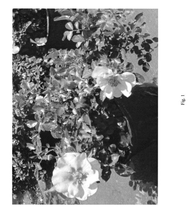 Figure 1 of US plant patent PP26703, the photograph of IntRos02 printed in the patent.