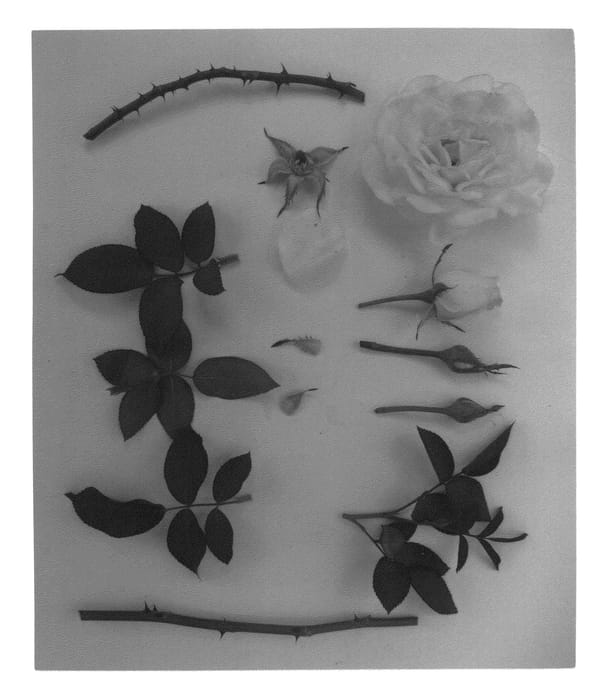 Figure 1 of US plant patent PP26704, the photograph of JACibego printed in the patent.
