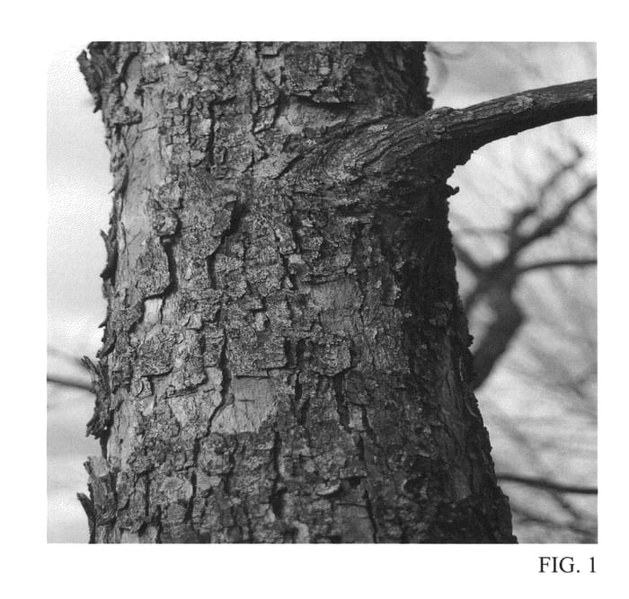 Figure 1 of US plant patent PP26705, the photograph of Tom printed in the patent.