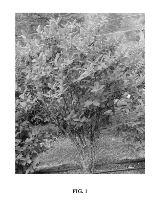 Figure 1 of US plant patent PP26706, the photograph of Tana printed in the patent.