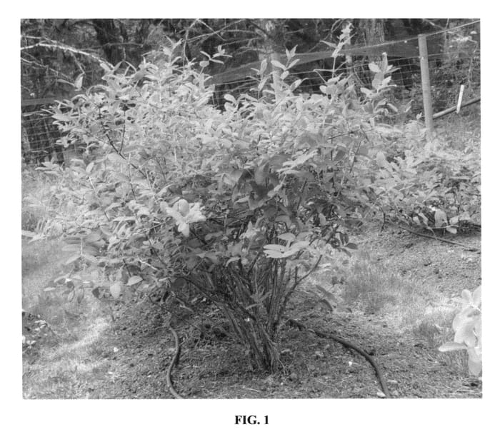 Figure 1 of US plant patent PP26707, the photograph of Taka printed in the patent.