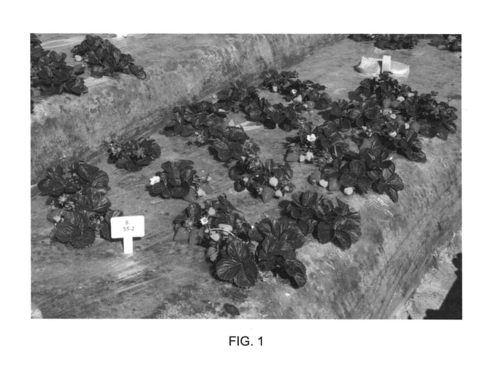 Figure 1 of US plant patent PP26708, the photograph of Grenada printed in the patent.