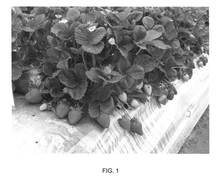 Figure 1 of US plant patent PP26709, the photograph of Fronteras printed in the patent.