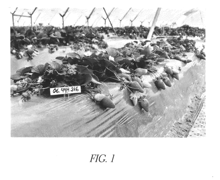 Figure 1 of US plant patent PP26710, the photograph of Safari printed in the patent.