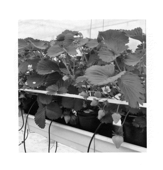 Figure 1 of US plant patent PP26711, the photograph of Jive printed in the patent.