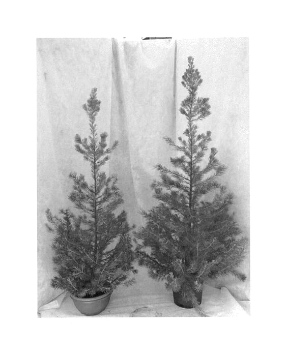 Figure 1 of US plant patent PP26712, the photograph of CHRISTAL printed in the patent.