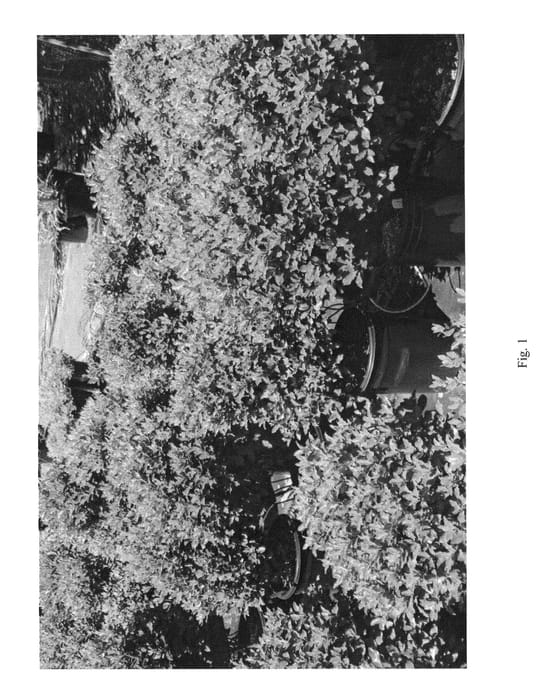 Figure 1 of US plant patent PP26713, the photograph of SEASIDE printed in the patent.