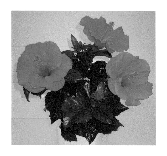 Figure 1 of US plant patent PP26714, the photograph of Multi Tropic Cherise printed in the patent.