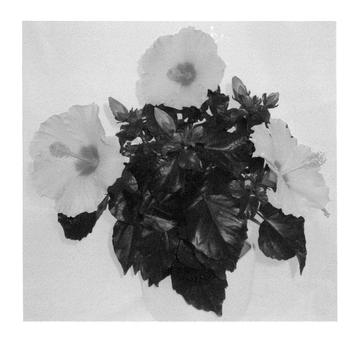 Figure 1 of US plant patent PP26715, the photograph of Multi Tropic Yellow printed in the patent.
