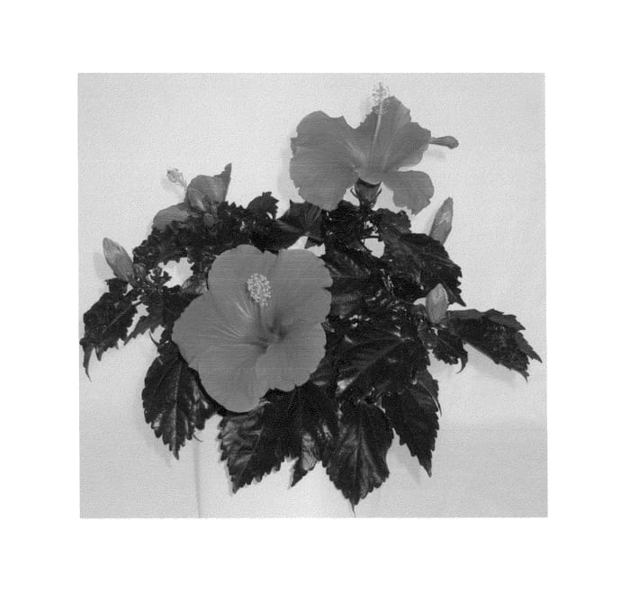 Figure 1 of US plant patent PP26716, the photograph of Multi Tropic Red printed in the patent.