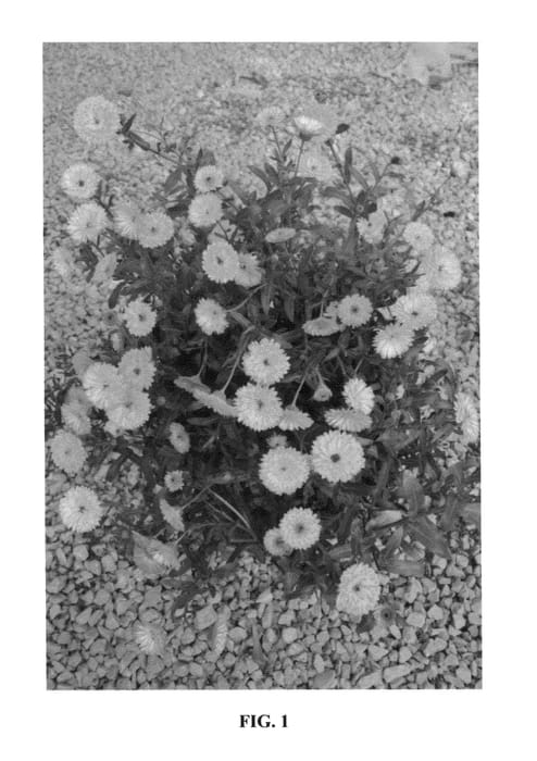 Figure 1 of US plant patent PP26717, the photograph of 20123-72D printed in the patent.