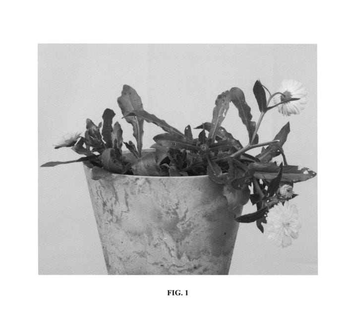 Figure 1 of US plant patent PP26718, the photograph of 20124-R printed in the patent.
