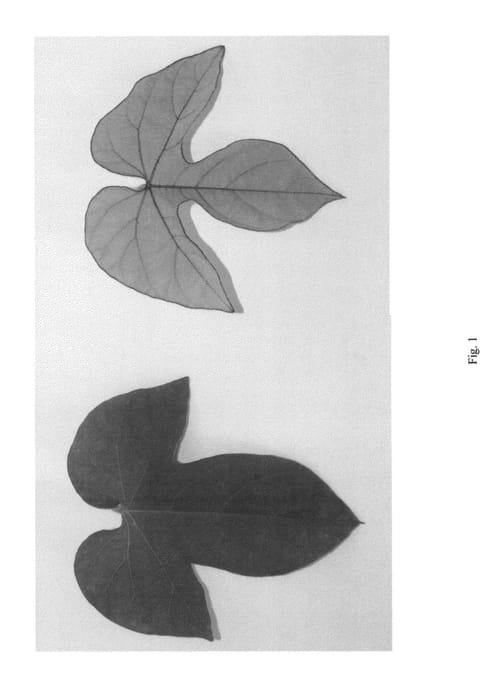 Figure 1 of US plant patent PP26719, the photograph of DAYBREAK printed in the patent.