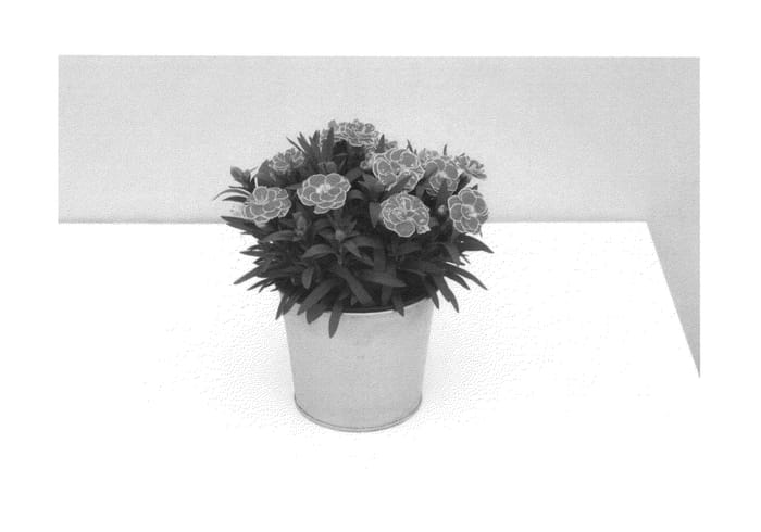 Figure 1 of US plant patent PP26720, the photograph of KLEDP14205 printed in the patent.