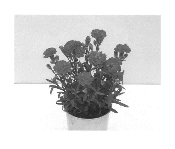 Figure 1 of US plant patent PP26721, the photograph of KLEDP13155 printed in the patent.