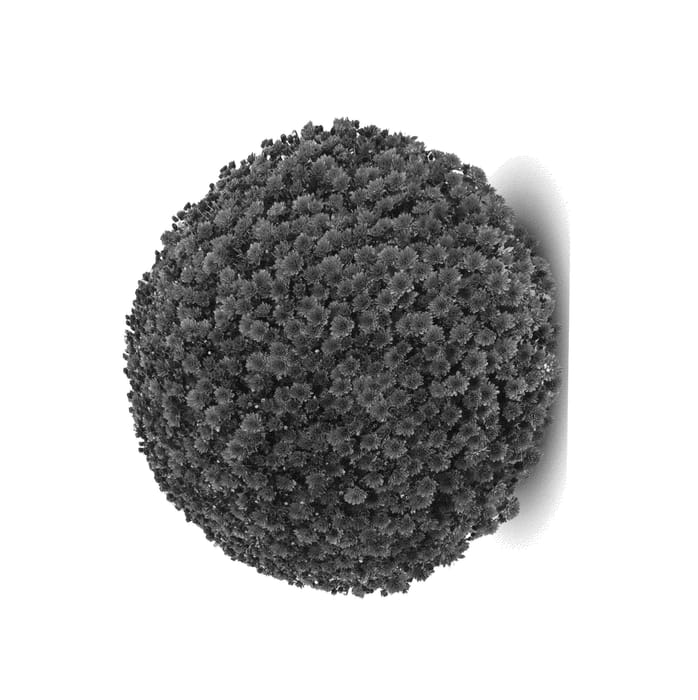 Figure 1 of US plant patent PP26722, the photograph of Jasoda Dark Red printed in the patent.