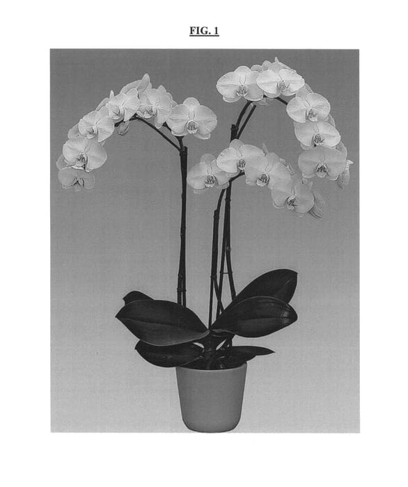 Figure 1 of US plant patent PP26723, the photograph of Snow Virgin printed in the patent.