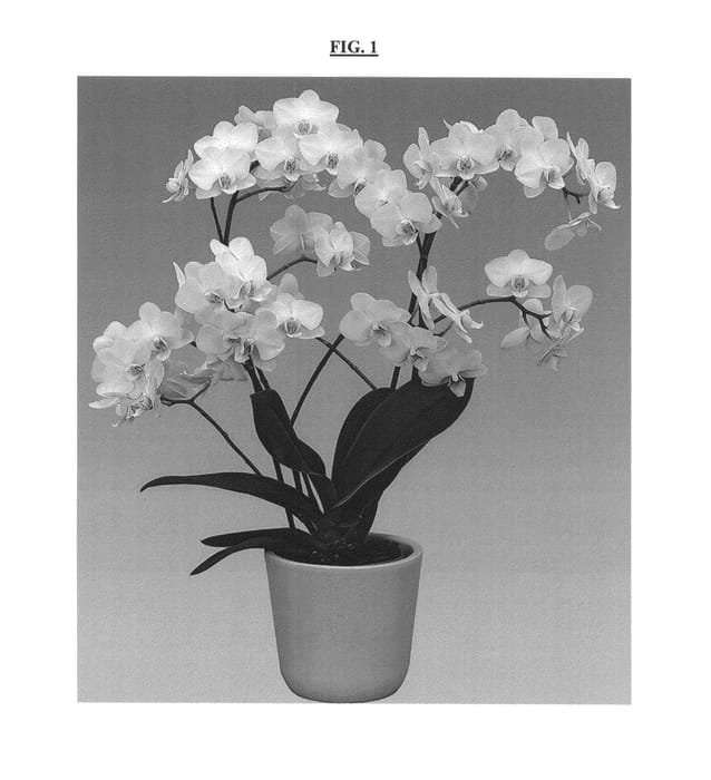 Figure 1 of US plant patent PP26724, the photograph of Suri printed in the patent.