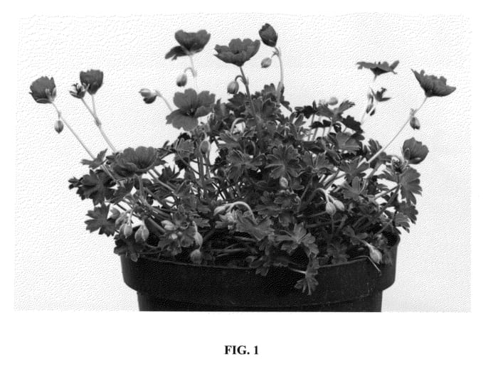 Figure 1 of US plant patent PP26725, the photograph of Noortpurple printed in the patent.