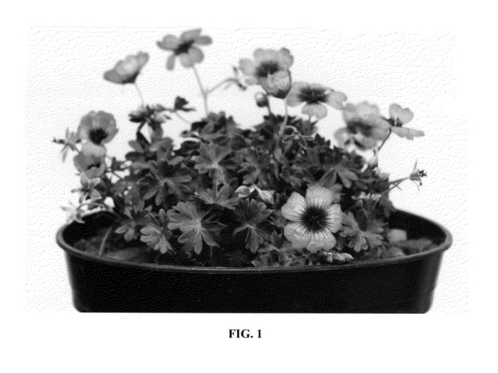 Figure 1 of US plant patent PP26726, the photograph of Noortnight printed in the patent.