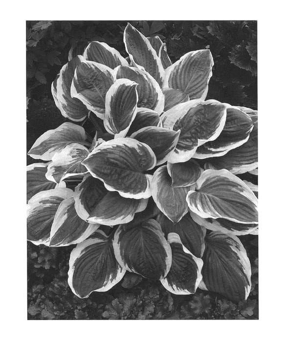 Figure 1 of US plant patent PP26727, the photograph of Royal Wedding printed in the patent.