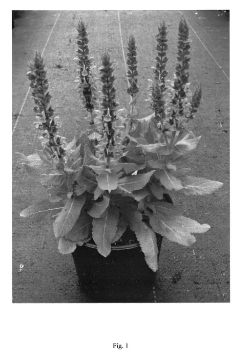 Figure 1 of US plant patent PP26728, the photograph of Florsalbro printed in the patent.