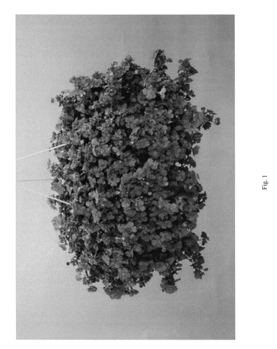 Figure 1 of US plant patent PP26729, the photograph of DANCOP104 printed in the patent.